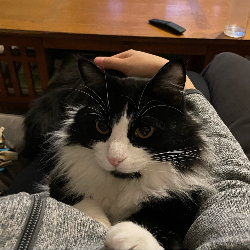Meet your Posher, Annie